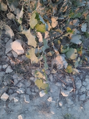 Vitis vinifera