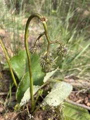 Berkheya speciosa