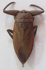 Lethocerus collosicus