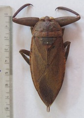 Lethocerus collosicus