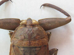 Lethocerus collosicus
