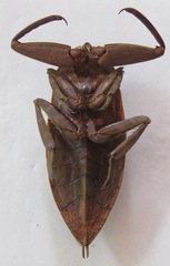 Lethocerus collosicus