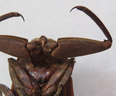 Lethocerus collosicus