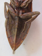 Lethocerus collosicus