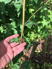 Helianthus atrorubens