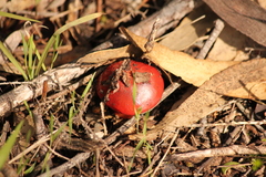 Cortinarius erythraeus