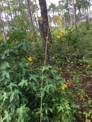 Helianthus atrorubens