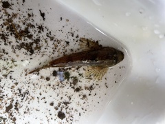Cottus