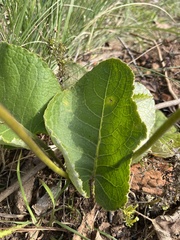Berkheya speciosa