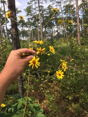 Helianthus atrorubens