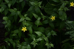 Haplophyton cimicidum
