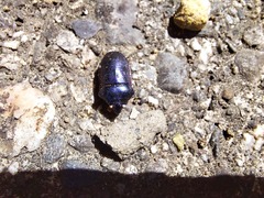 Calliphara excellens