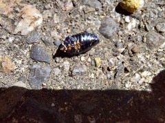 Calliphara excellens