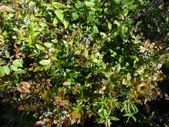Vaccinium myrtilloides