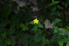 Haplophyton cimicidum