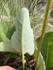 Berkheya speciosa