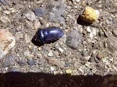 Calliphara excellens