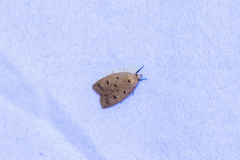 Machimia tentoriferella