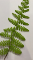 Cystopteris bulbifera