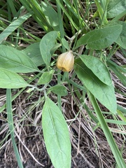 Physalis × elliottii