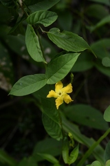 Mandevilla subsagittata
