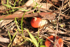 Cortinarius erythraeus