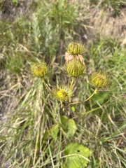 Berkheya speciosa