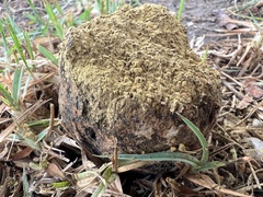 Pisolithus arhizus