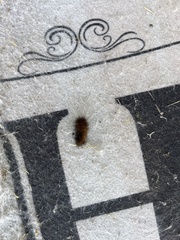Pyrrharctia isabella