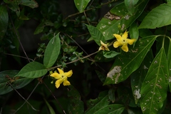 Mandevilla subsagittata
