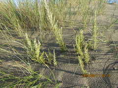 Ozothamnus leptophyllus