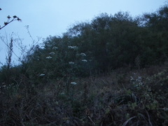 Kitagawia terebinthacea