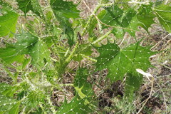 Cnidoscolus angustidens