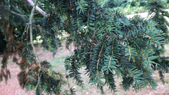 Taxus