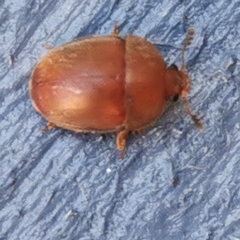 Cychramus luteus