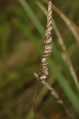 Cynosurus cristatus