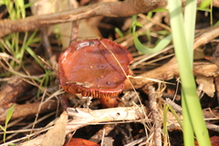 Cortinarius erythraeus