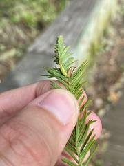 Taxodiomyia taxodii