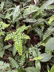 Adiantum latifolium