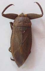 Lethocerus collosicus