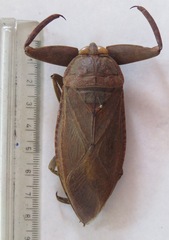 Lethocerus collosicus