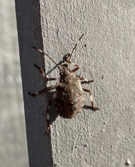 Halyomorpha halys