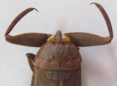 Lethocerus collosicus