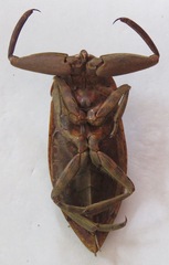 Lethocerus collosicus