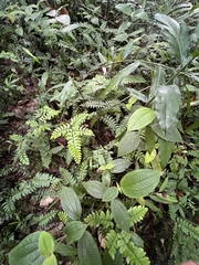 Adiantum latifolium