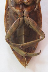 Lethocerus collosicus