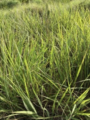 Andropogon