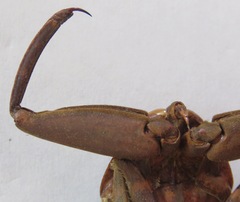 Lethocerus collosicus