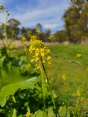 Rhamphospermum arvense