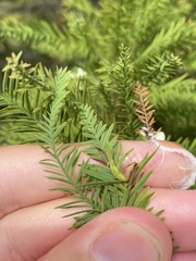 Taxodiomyia taxodii